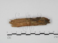 登錄號:F0013909藏品圖，第3張