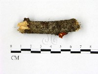 登錄號:F0013910藏品圖，第1張