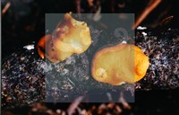 登錄號:F0013910藏品圖，第5張