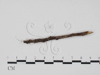 登錄號:F0013911藏品圖，第1張