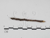 登錄號:F0013911藏品圖，第3張