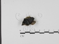 登錄號:F0013912藏品圖，第1張