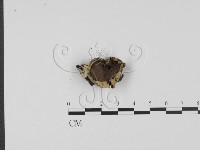 登錄號:F0013912藏品圖，第3張