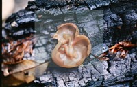 登錄號:F0013912藏品圖，第5張