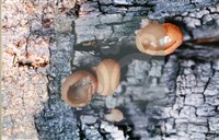 登錄號:F0013912藏品圖，第7張