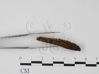 登錄號:F0013914藏品圖，第4張