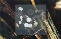 登錄號:F0013914藏品圖，第5張