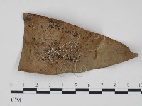 登錄號:F0013915藏品圖，第1張