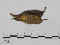 登錄號:F0013916藏品圖，第1張