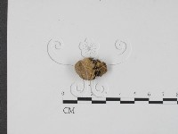 登錄號:F0013918藏品圖，第1張