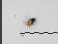 登錄號:F0013918藏品圖，第3張