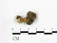 登錄號:F0013920藏品圖，第1張