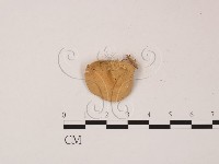 登錄號:F0013922藏品圖，第1張