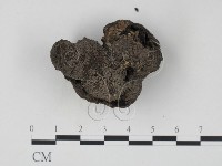 台灣塊菌藏品圖，第3張