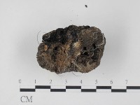 台灣塊菌藏品圖，第4張