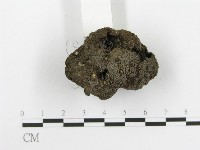 台灣塊菌藏品圖，第5張