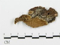 登錄號:F0013926藏品圖，第1張