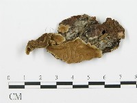 登錄號:F0013926藏品圖，第3張