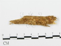 登錄號:F0013927藏品圖，第1張