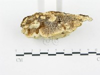 登錄號:F0013934藏品圖，第4張