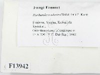 煙管菌藏品圖，第2張