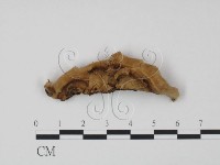 登錄號:F0013946藏品圖，第1張