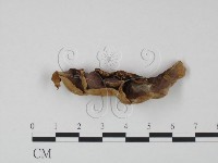 登錄號:F0013946藏品圖，第3張