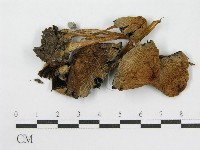 登錄號:F0013953藏品圖，第1張