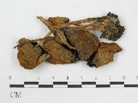 登錄號:F0013953藏品圖，第3張