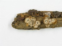 登錄號:F0013956藏品圖，第3張