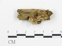 登錄號:F0013957藏品圖，第1張