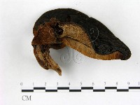 登錄號:F0013964藏品圖，第1張