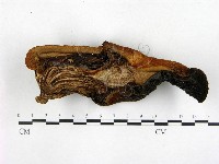 登錄號:F0013965藏品圖，第1張