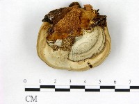 登錄號:F0013966藏品圖，第1張