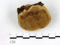 登錄號:F0013966藏品圖，第3張