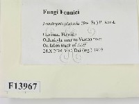 松生擬層孔菌藏品圖，第2張