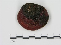 松生擬層孔菌藏品圖，第3張