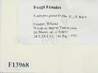 松生擬層孔菌藏品圖，第2張