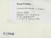 松生擬層孔菌藏品圖，第3張