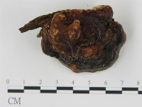 松生擬層孔菌藏品圖，第4張