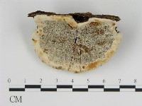 登錄號:F0013969藏品圖，第1張