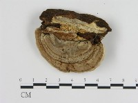 登錄號:F0013969藏品圖，第3張