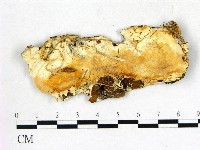 登錄號:F0013972藏品圖，第1張