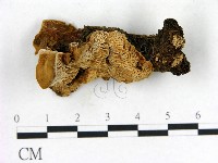 登錄號:F0013974藏品圖，第1張