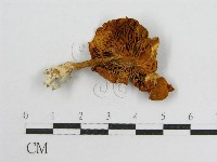 登錄號:F0013976藏品圖，第1張