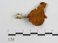 登錄號:F0013976藏品圖，第3張