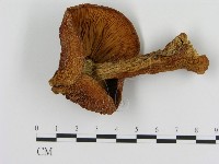 登錄號:F0013982藏品圖，第3張