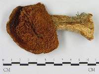 登錄號:F0013983藏品圖，第1張