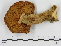 登錄號:F0013983藏品圖，第3張