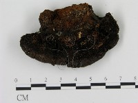 登錄號:F0013984藏品圖，第3張